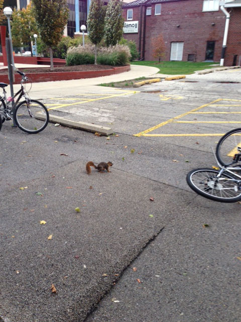squirrel